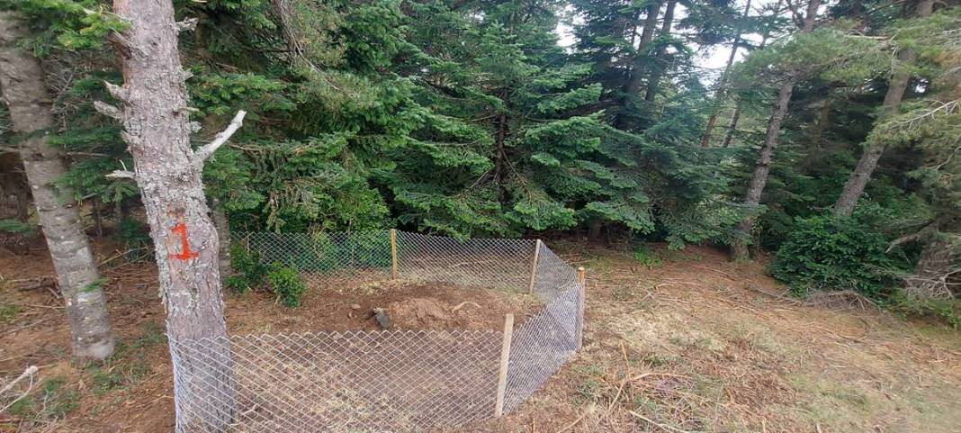 Orman yangınlarından sonra şimdi de 'dumansız yangın' paniği! On binlercesi doğaya salındı 4